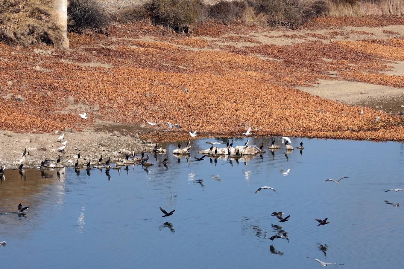El vaciado de la presa de Montijo facilita la retirada de 2 millones de kilos de camalote al día