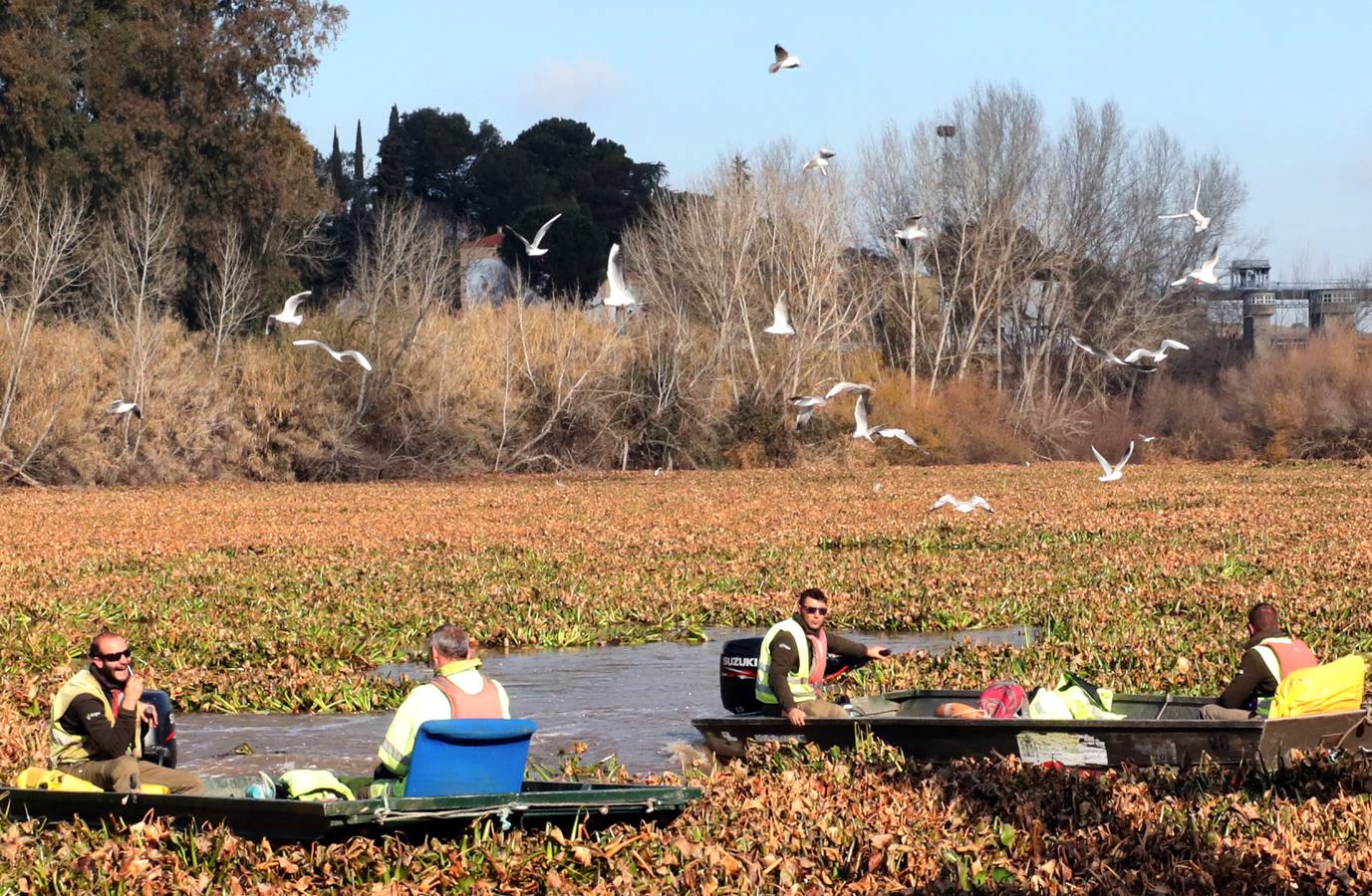 El vaciado de la presa de Montijo facilita la retirada de 2 millones de kilos de camalote al día