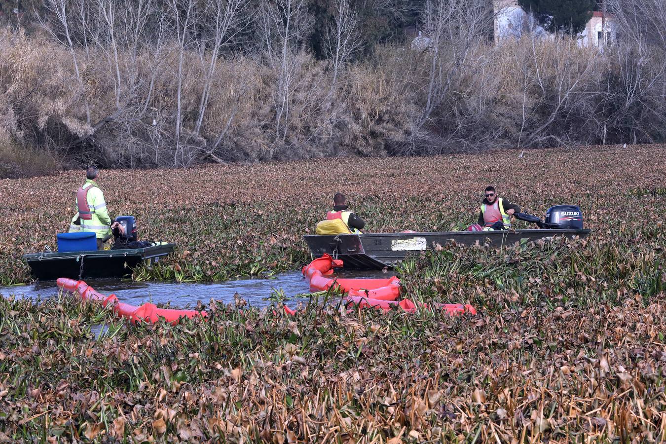 El vaciado de la presa de Montijo facilita la retirada de 2 millones de kilos de camalote al día