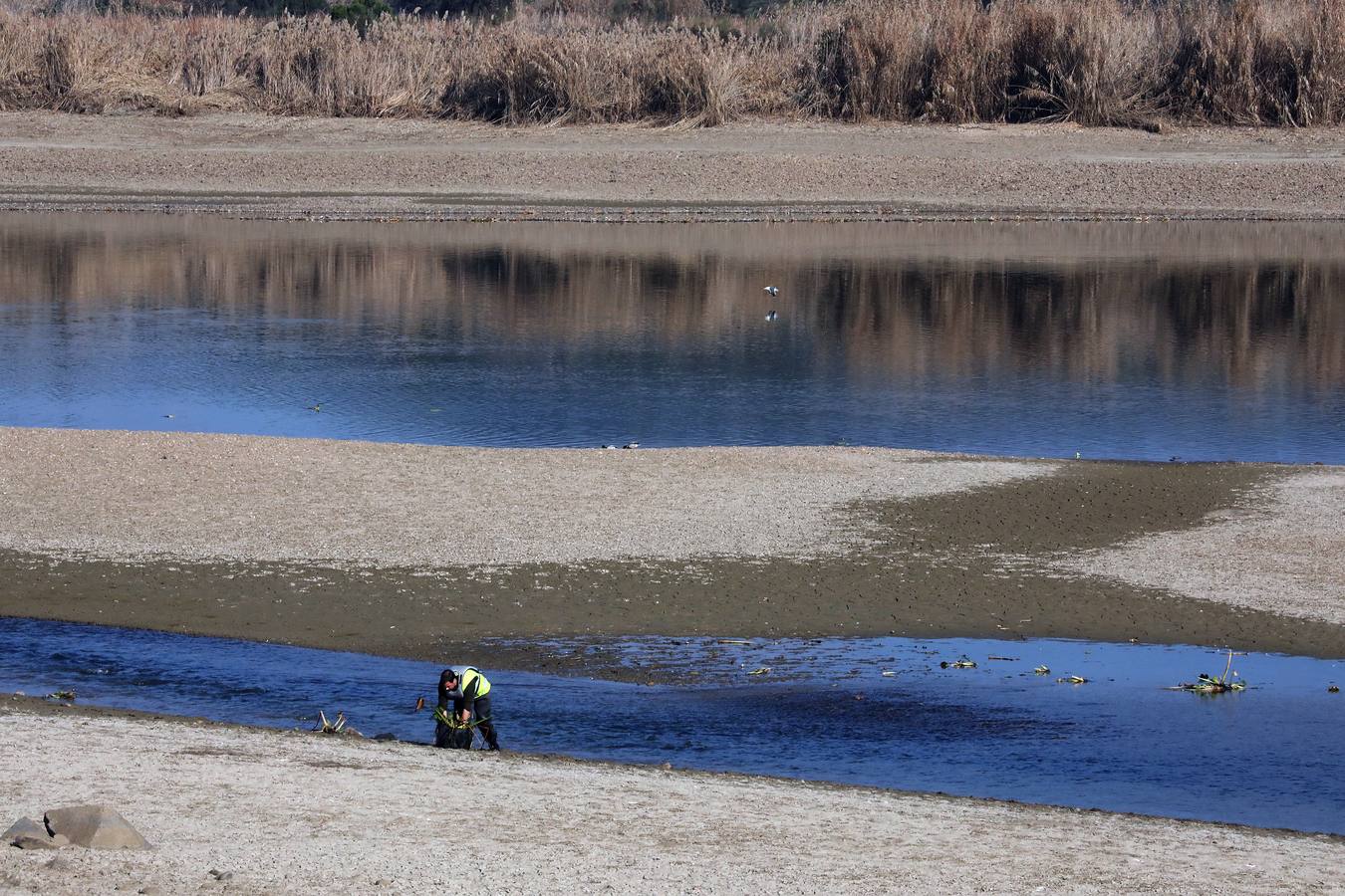 El vaciado de la presa de Montijo facilita la retirada de 2 millones de kilos de camalote al día