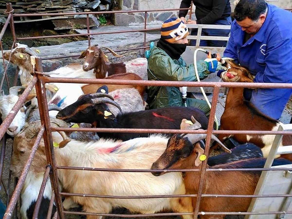 Son 174 ejemplares adquiridos a un pastor de El Gasco sobre los que ahora trabajará la UEx para conservar esta raza en peligro de extinción
