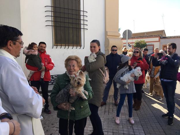 Perros, gatos, pájaros y conejos fueron bendecidos ayer por San Antón. :: g. c.