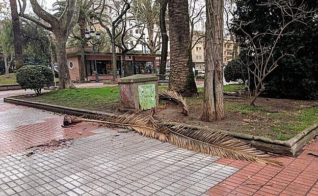 Rama caída en Calvo Sotelo. 