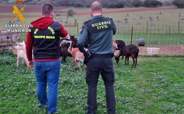 Investigan a dos vecinos de Almendral por el robo de cabras en explotaciones del municipio