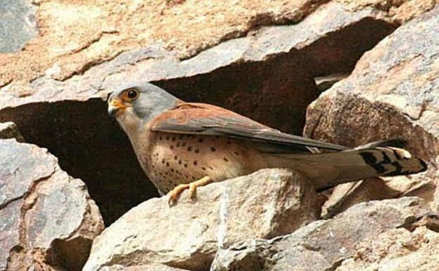 ArteFIO llena de actividades Plasencia del 15 al 17 de este mes