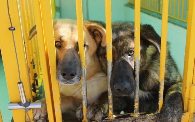 Dos perros compartiendo chenil en la perrera de Badajoz.
