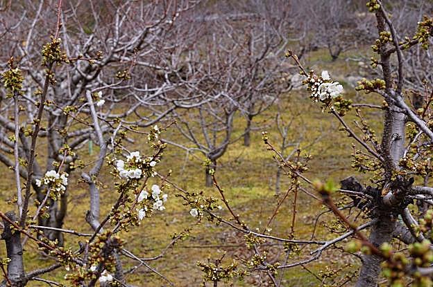 Flores de cerezo en la zona sur de la localidad de Barrado. :: e. ll.