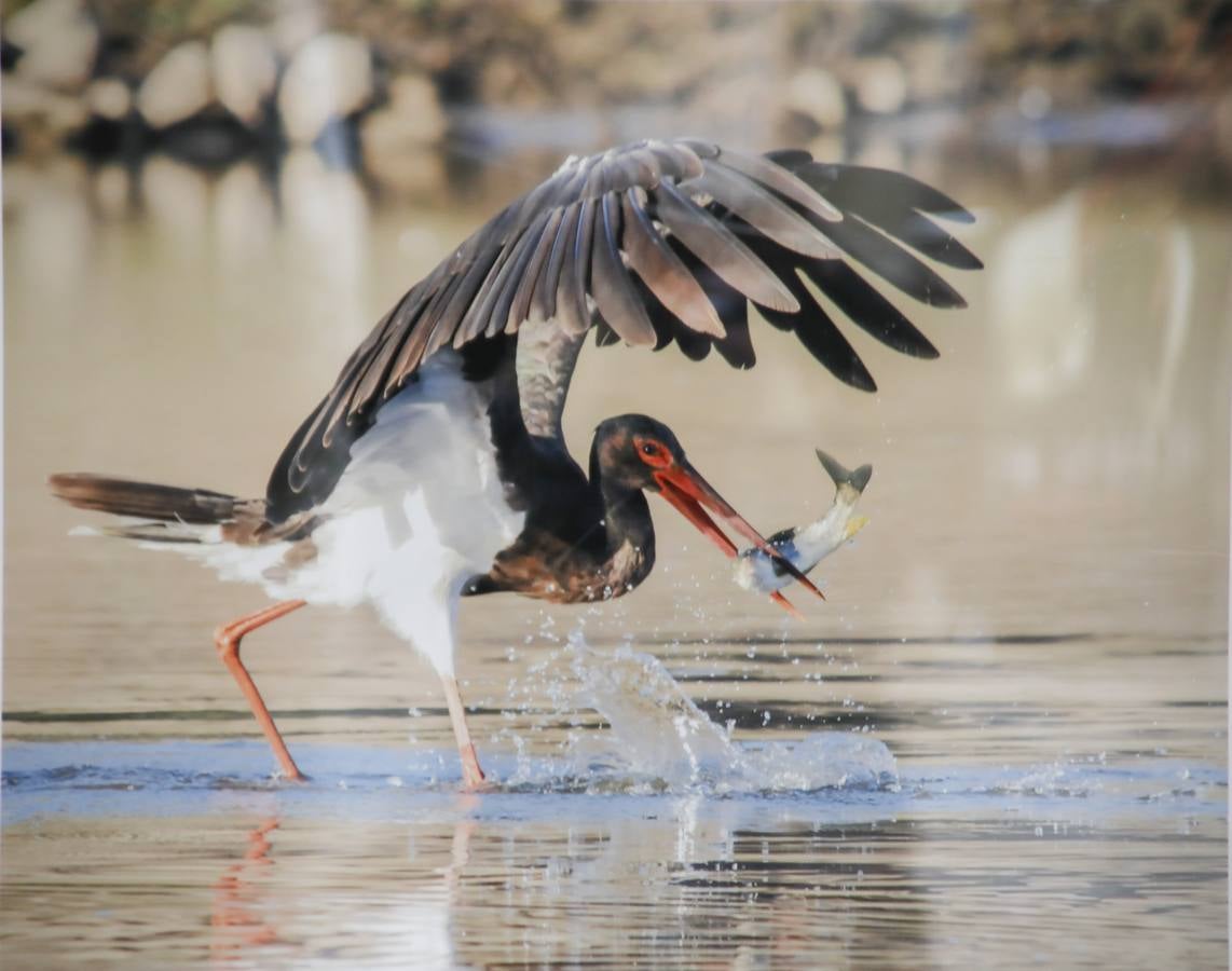 Del 21 de febrero hasta el 14 de marzo se expone, en el Ateneo de Cáceres, la muestra de fotografías titulada «Objetivo natural, los otros pobladores de la dehesa». Se trata de una muestra que ha recorrido otras ciudades de la geografía extremeña.