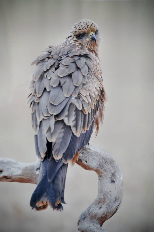 Del 21 de febrero hasta el 14 de marzo se expone, en el Ateneo de Cáceres, la muestra de fotografías titulada «Objetivo natural, los otros pobladores de la dehesa». Se trata de una muestra que ha recorrido otras ciudades de la geografía extremeña.