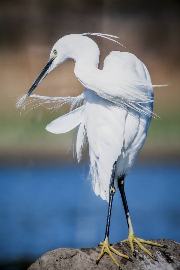 Del 21 de febrero hasta el 14 de marzo se expone, en el Ateneo de Cáceres, la muestra de fotografías titulada «Objetivo natural, los otros pobladores de la dehesa». Se trata de una muestra que ha recorrido otras ciudades de la geografía extremeña.