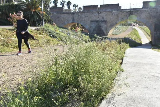 La vegetación crece descontrolada entre el paseo asfaltado y de tierra junto al Puente de Palmas. 