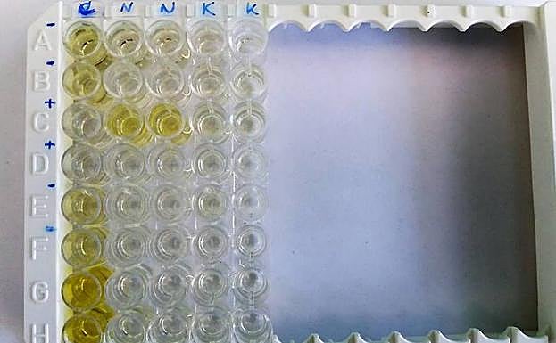 Test de gestación de las hembras Narina y Kolia.