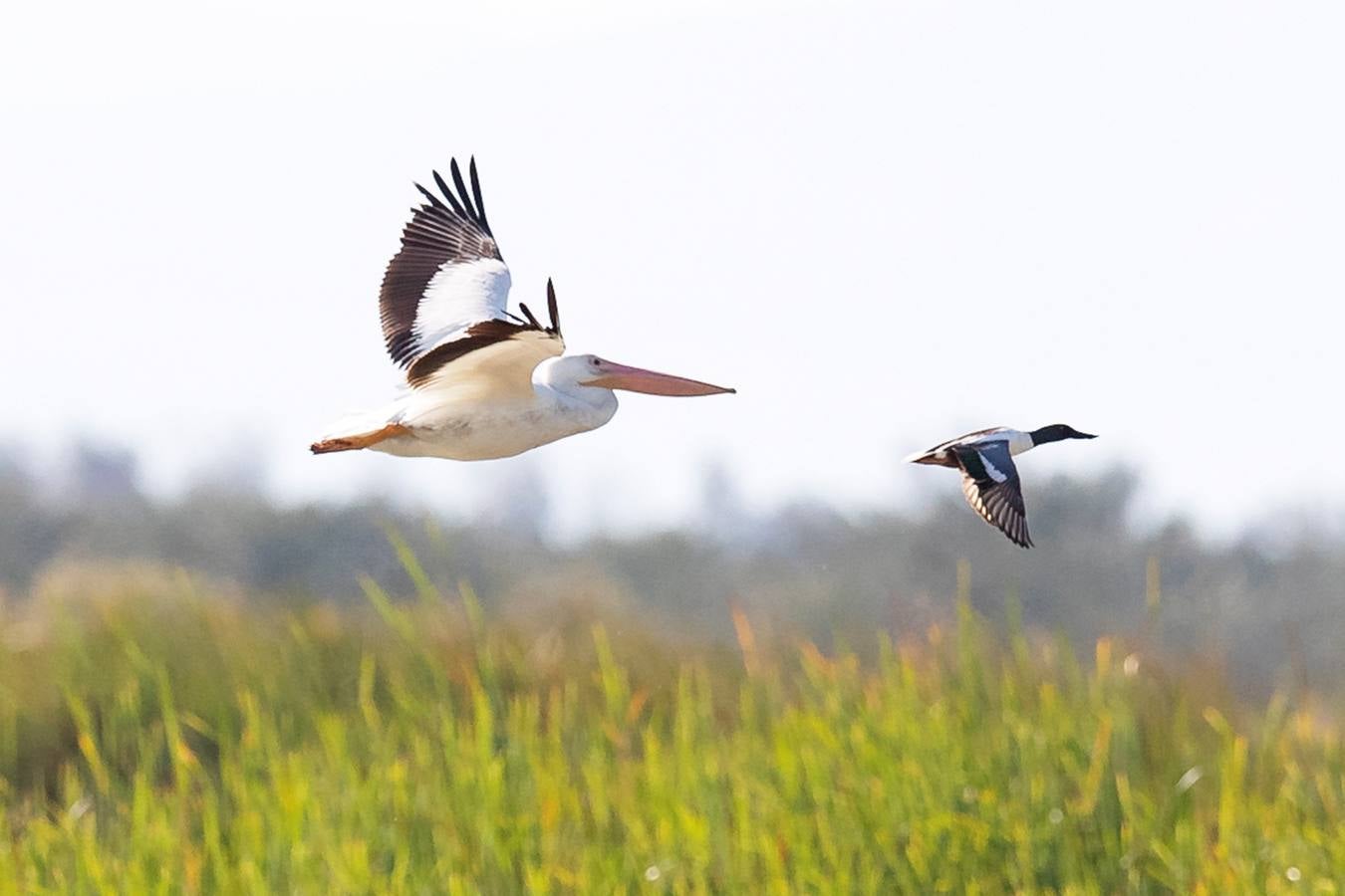 El Lago Salton, poco profundo y salino, es el lago más grande de California, donde miles de aves migratorias utilizan sus orillas y aguas para reponer fuerzas y descansar. A medida que el lago se contamina más y se reduce por el uso de la agricultura y la sequía en los últimos años, la población de aves migratorias ha experimentado un descenso drástico.