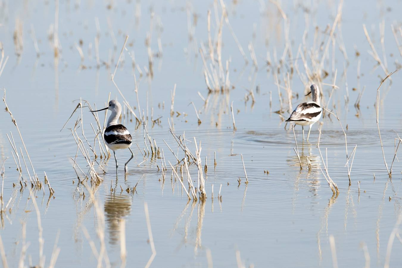 El Lago Salton, poco profundo y salino, es el lago más grande de California, donde miles de aves migratorias utilizan sus orillas y aguas para reponer fuerzas y descansar. A medida que el lago se contamina más y se reduce por el uso de la agricultura y la sequía en los últimos años, la población de aves migratorias ha experimentado un descenso drástico.