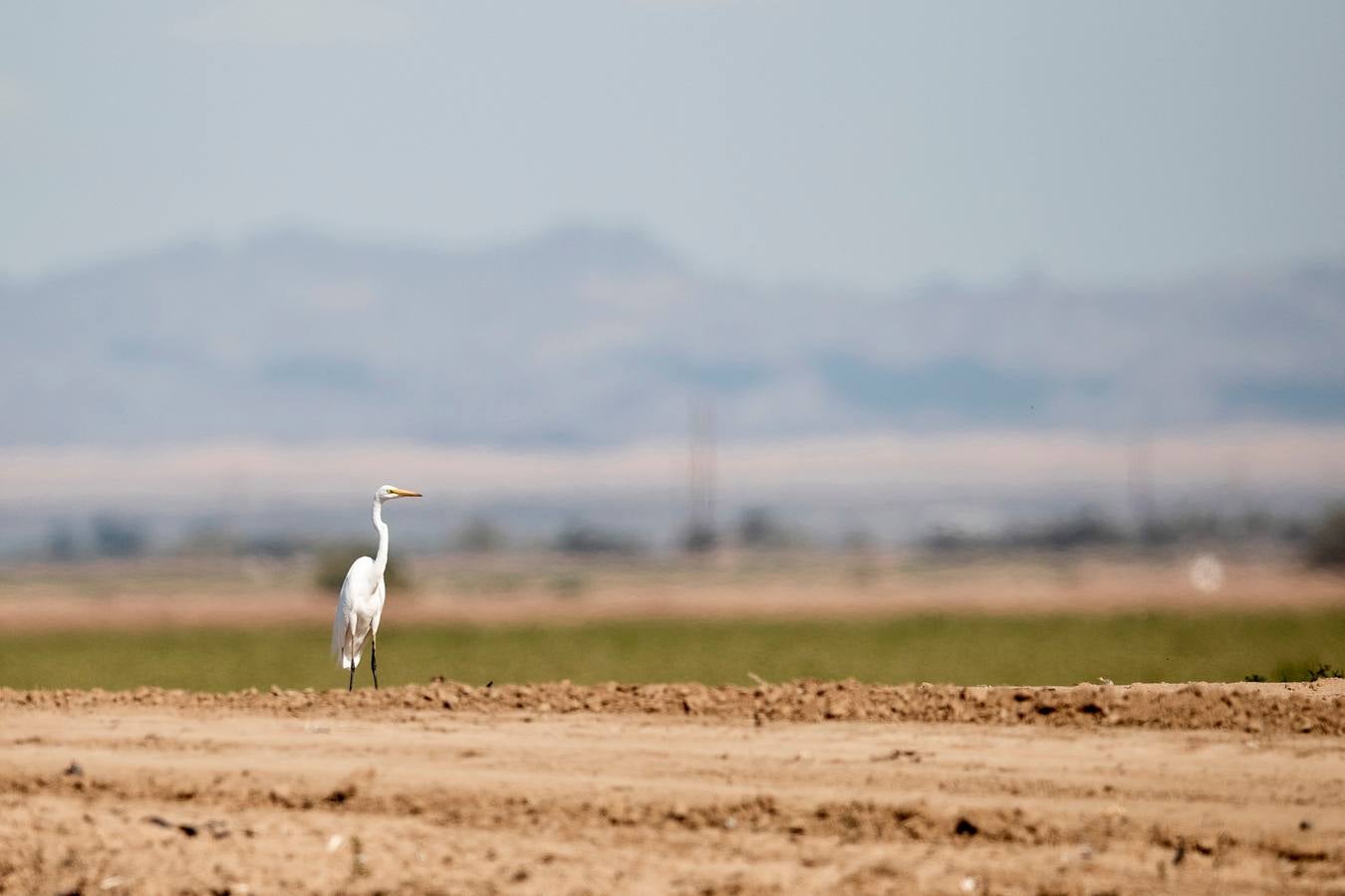 El Lago Salton, poco profundo y salino, es el lago más grande de California, donde miles de aves migratorias utilizan sus orillas y aguas para reponer fuerzas y descansar. A medida que el lago se contamina más y se reduce por el uso de la agricultura y la sequía en los últimos años, la población de aves migratorias ha experimentado un descenso drástico.