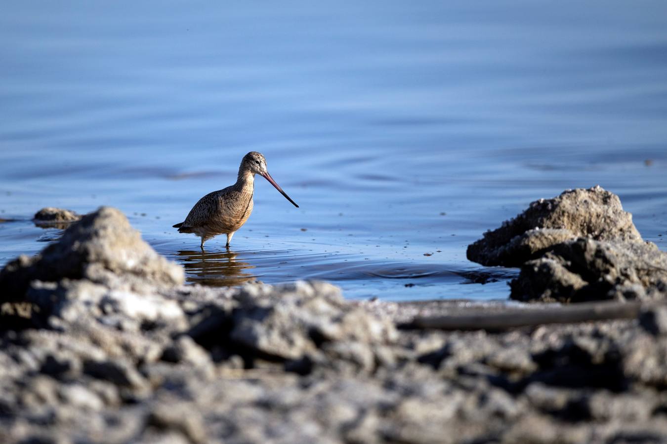 El Lago Salton, poco profundo y salino, es el lago más grande de California, donde miles de aves migratorias utilizan sus orillas y aguas para reponer fuerzas y descansar. A medida que el lago se contamina más y se reduce por el uso de la agricultura y la sequía en los últimos años, la población de aves migratorias ha experimentado un descenso drástico.