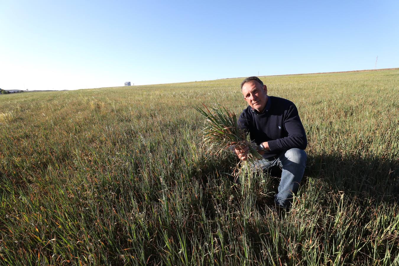 La falta de agua hace peligar el cereal en la región
