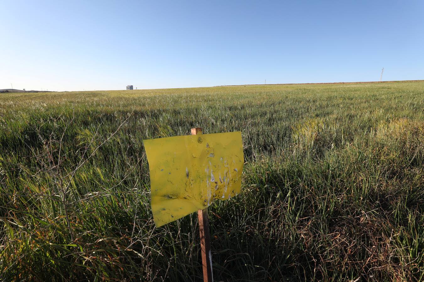 La falta de agua hace peligar el cereal en la región