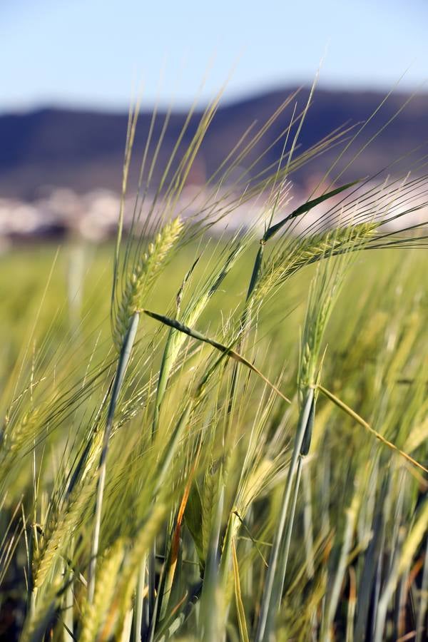 La falta de agua hace peligar el cereal en la región