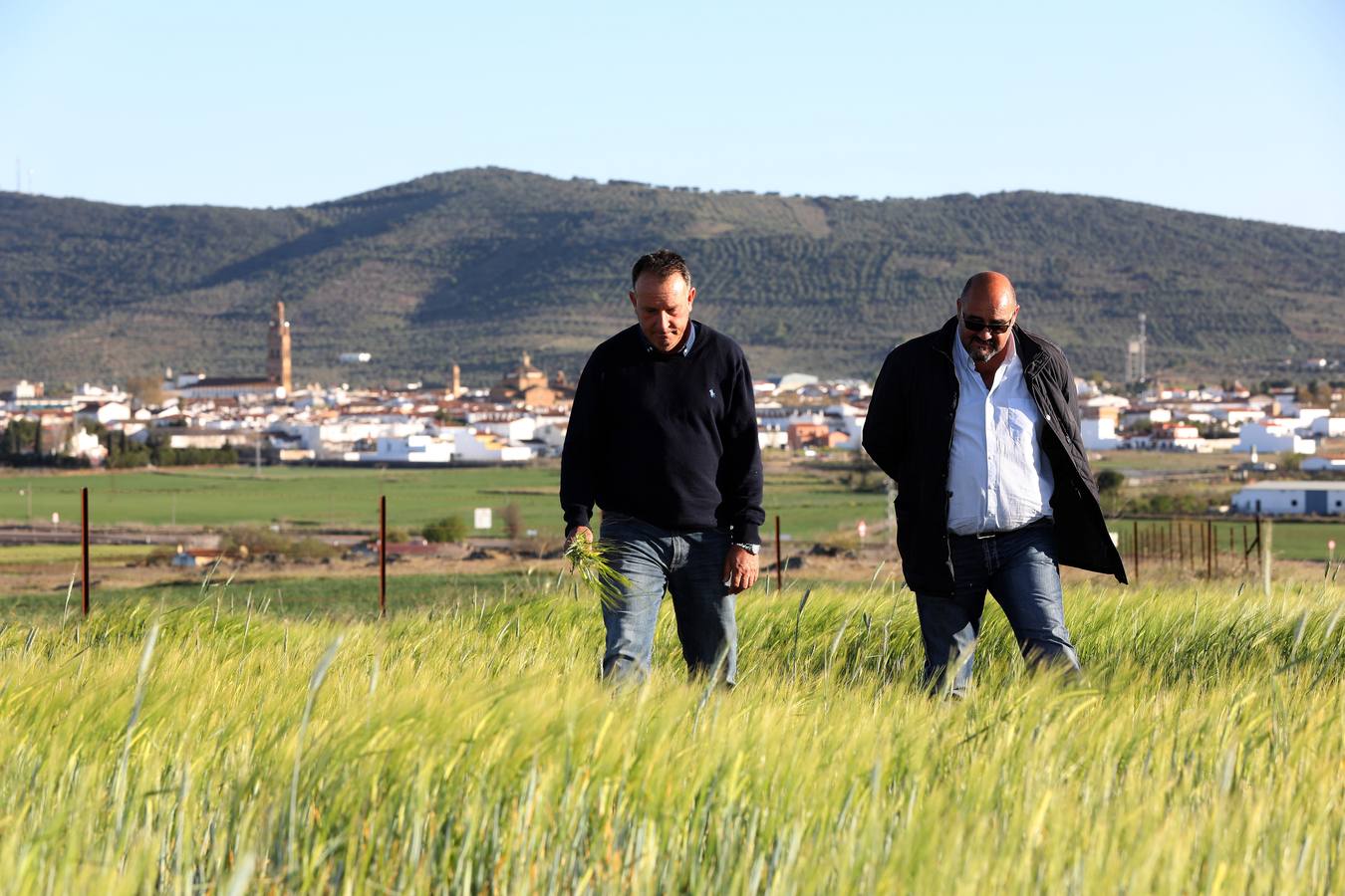 La falta de agua hace peligar el cereal en la región