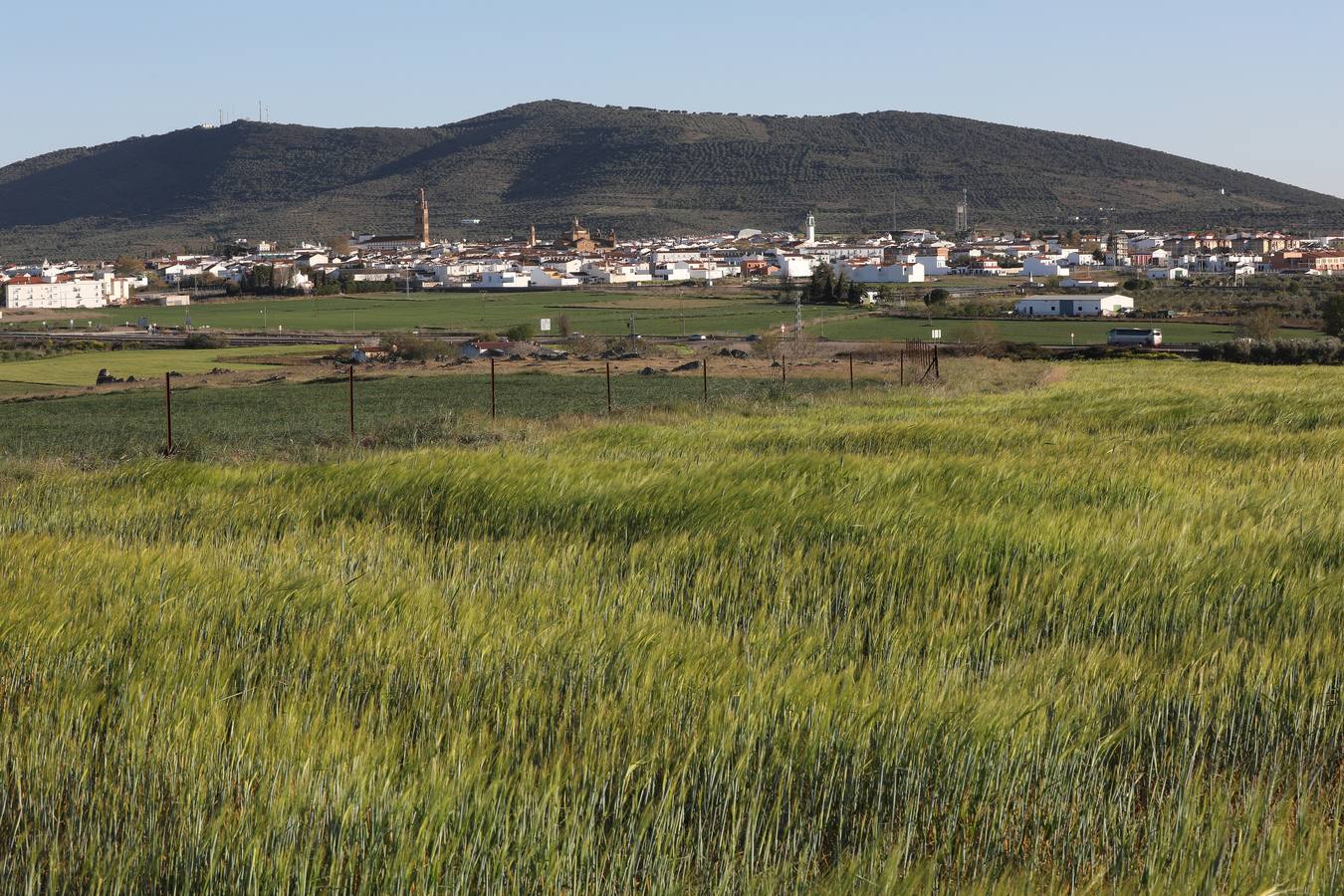 La falta de agua hace peligar el cereal en la región