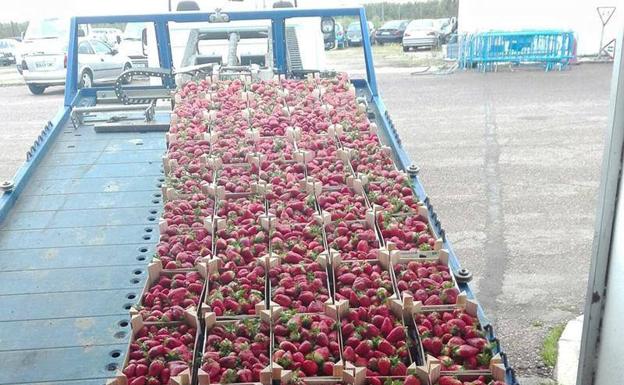 Fresas intervenidas en el mercadillo de los domingos