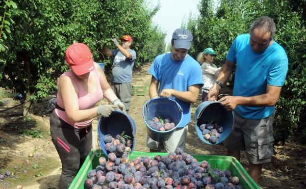 Un grupo de trabajadores recoge ciruelas en Valdelacalzada. :: HOY