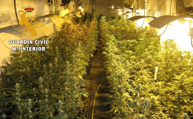Detenido por cultivar mil plantas de marihuana en Tiétar