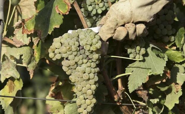 La Unión advierte de que se pueden perder 16,5 millones en ayudas al viñedo