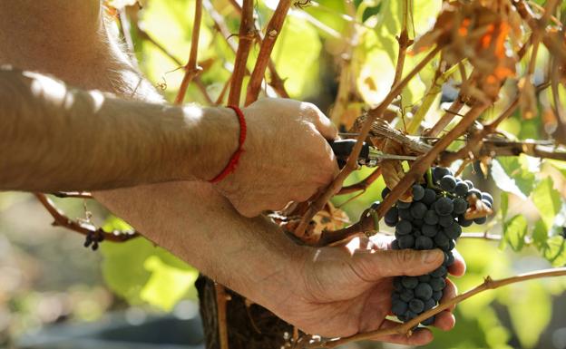 La Junta asegura que la nueva orden de ayudas al viñedo no afectará a los agricultores
