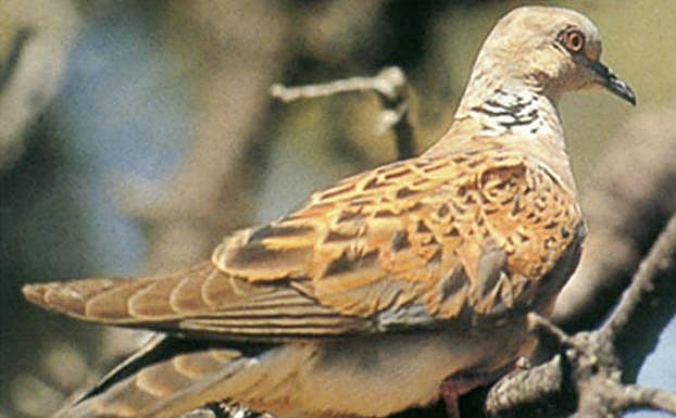 Extremadura implantará un plan pionero en España para recuperar la tórtola