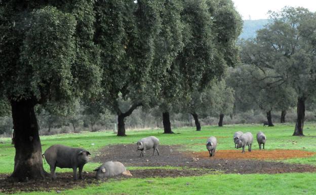 Cerdos ibéricos en la dehesa extremeña:: HOY