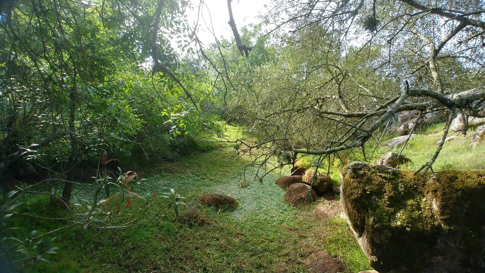 El entorno de la localidad pacenses de La Roca de la Sierra se puede encontrar espectaculares canchales y la Dehesa Boyal, que alberga la Pradera de San Isidro.