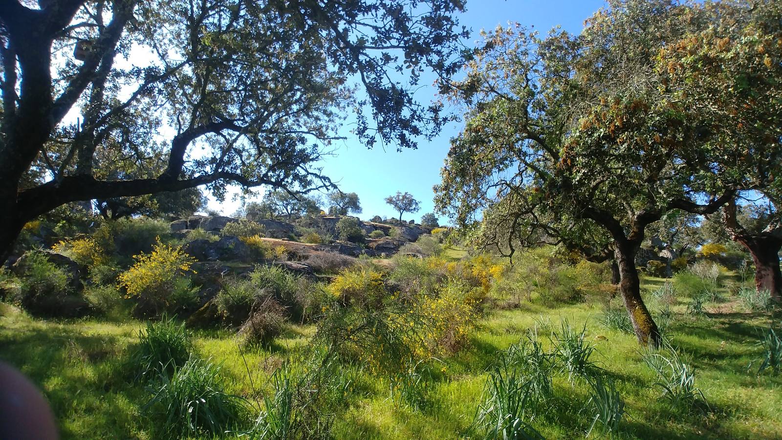 El entorno de la localidad pacenses de La Roca de la Sierra se puede encontrar espectaculares canchales y la Dehesa Boyal, que alberga la Pradera de San Isidro.