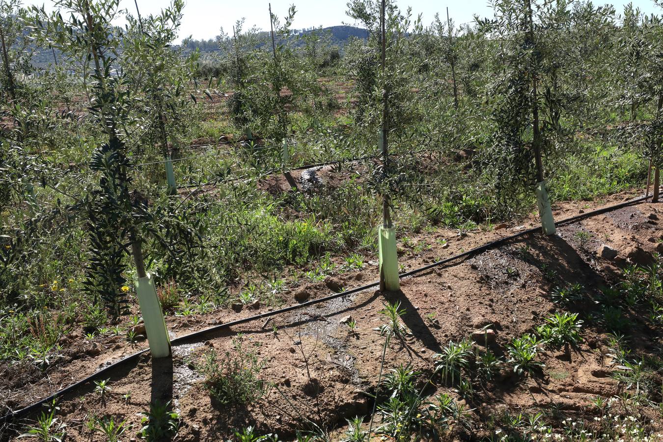 Los últimos datos oficiales hablan de 22.800 hectáreas, casi todas en parcelas donde antes se sembraban frutales, maíz o tomate.