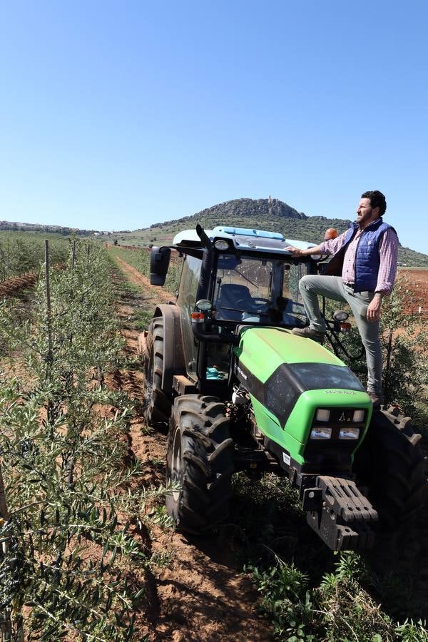 Los últimos datos oficiales hablan de 22.800 hectáreas, casi todas en parcelas donde antes se sembraban frutales, maíz o tomate.