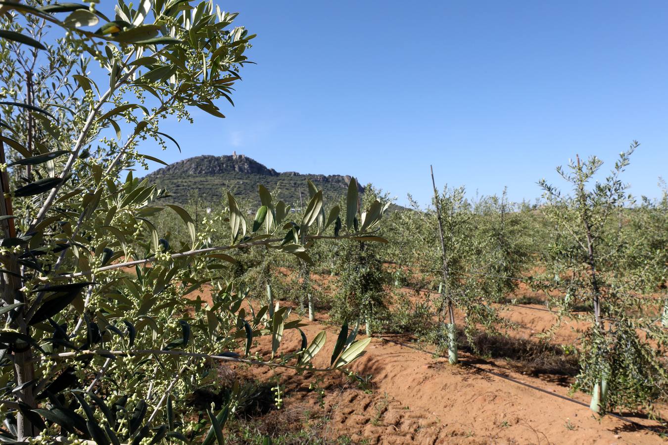 Los últimos datos oficiales hablan de 22.800 hectáreas, casi todas en parcelas donde antes se sembraban frutales, maíz o tomate.