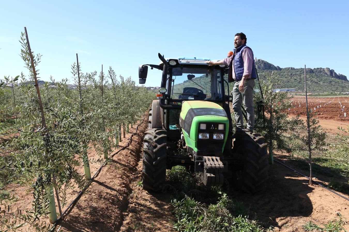 Los últimos datos oficiales hablan de 22.800 hectáreas, casi todas en parcelas donde antes se sembraban frutales, maíz o tomate.