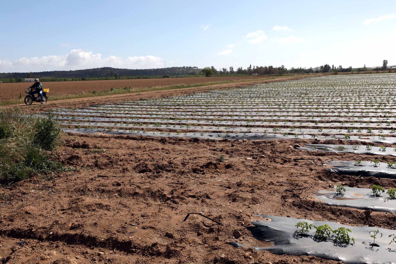 Con Enviroplast los agricultores se benefician de las bondades del acolchado pero sin dejar ningún residuo en la tierra