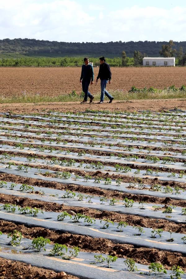 Con Enviroplast los agricultores se benefician de las bondades del acolchado pero sin dejar ningún residuo en la tierra