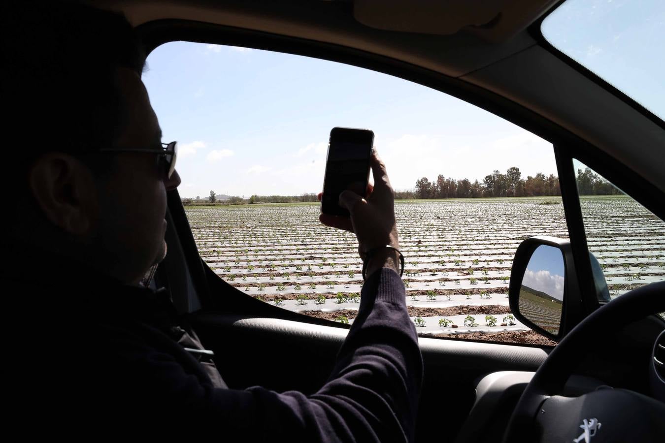 Con Enviroplast los agricultores se benefician de las bondades del acolchado pero sin dejar ningún residuo en la tierra