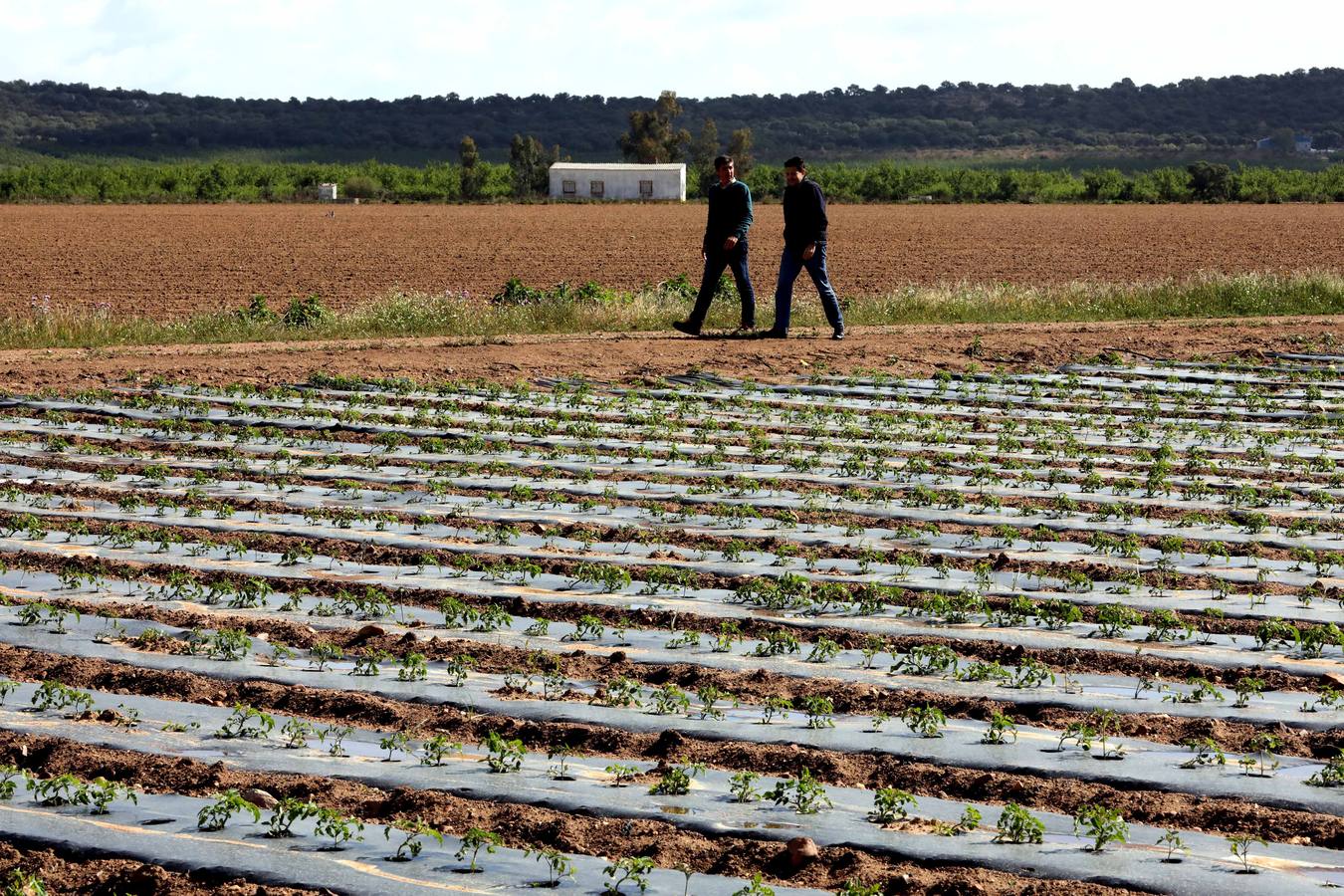 Con Enviroplast los agricultores se benefician de las bondades del acolchado pero sin dejar ningún residuo en la tierra