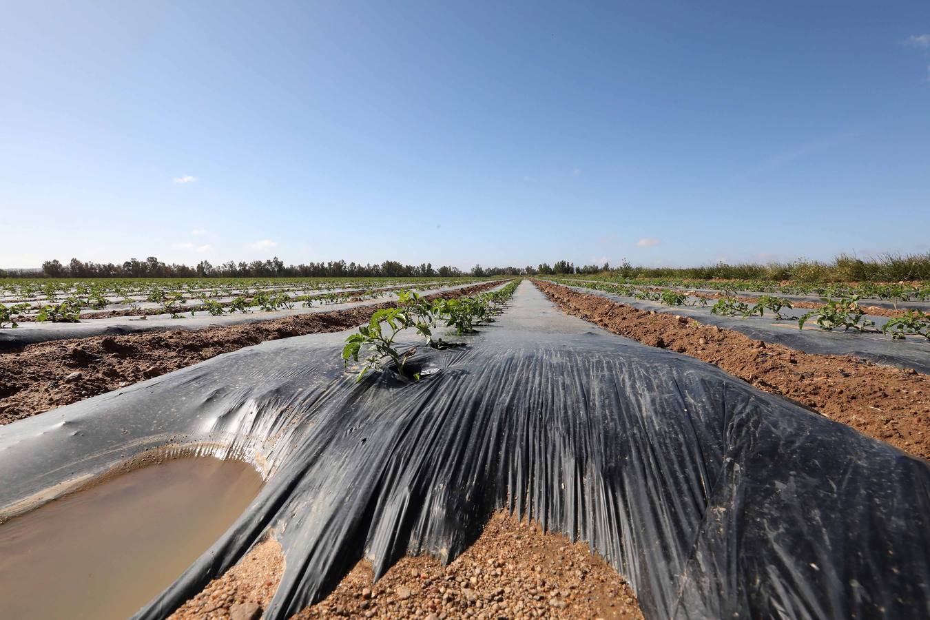 Con Enviroplast los agricultores se benefician de las bondades del acolchado pero sin dejar ningún residuo en la tierra