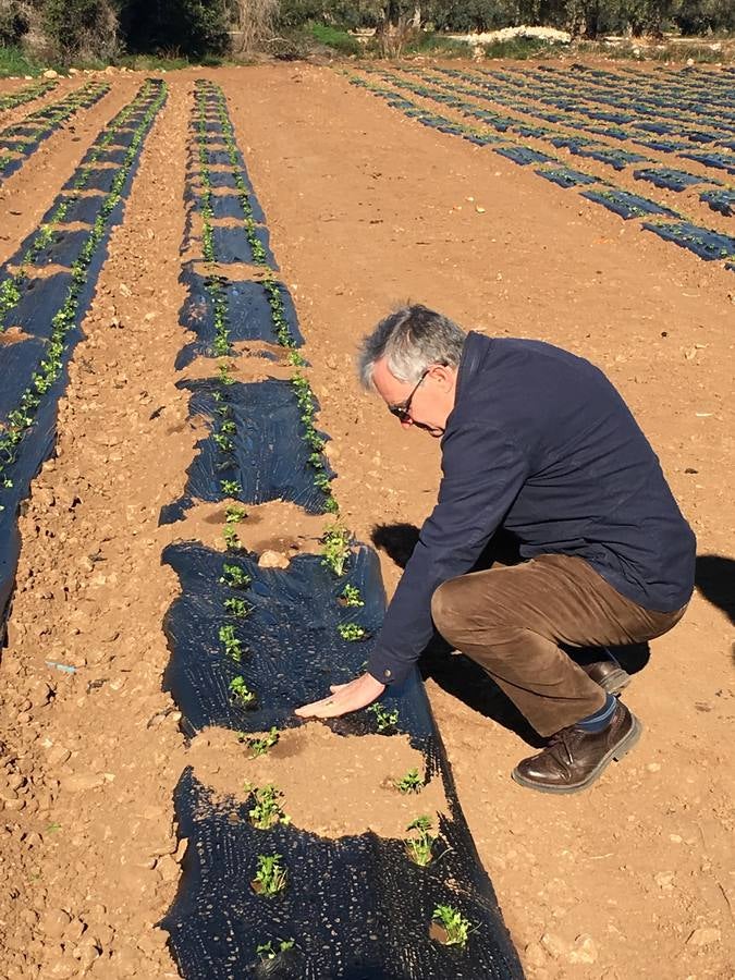 Con Enviroplast los agricultores se benefician de las bondades del acolchado pero sin dejar ningún residuo en la tierra