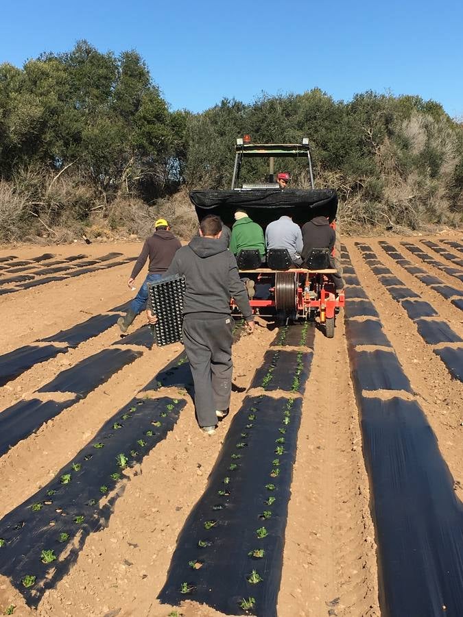 Con Enviroplast los agricultores se benefician de las bondades del acolchado pero sin dejar ningún residuo en la tierra