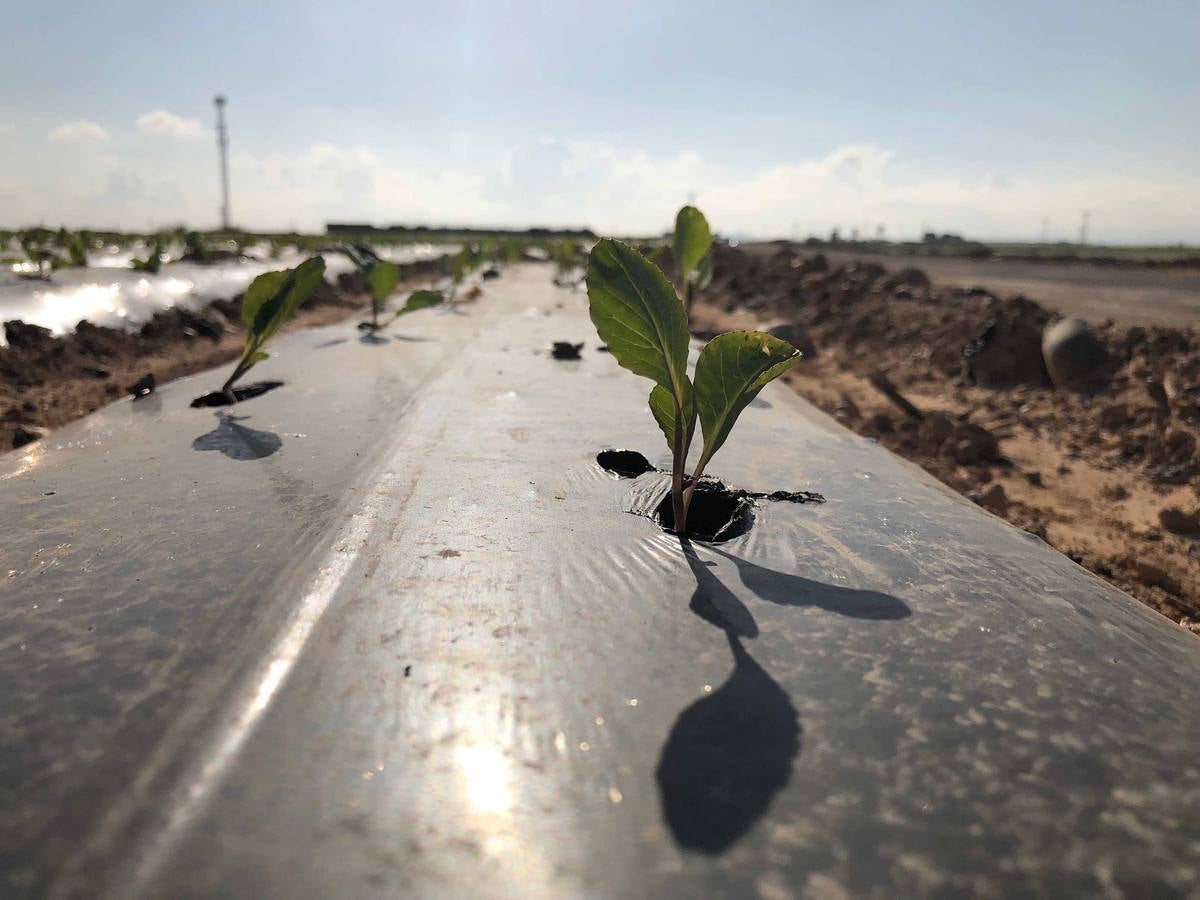 Con Enviroplast los agricultores se benefician de las bondades del acolchado pero sin dejar ningún residuo en la tierra