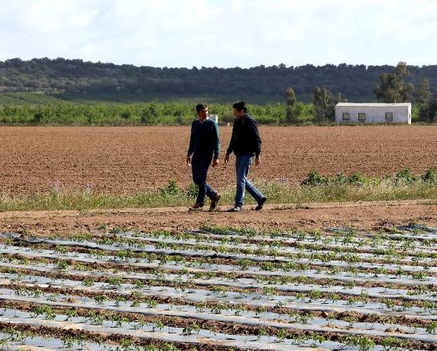 Plantación de tomate con plástico biodegradable en la localidad pacense de Torrefresneda. :: BRÍGIDO