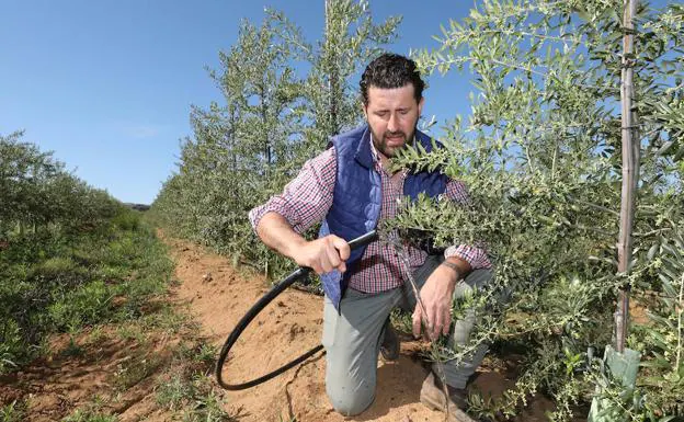 José María Guerrero verifica el goteo en su olivar superintensivo ubicado en el paraje La Dehesilla, en el término municipal de Alange, en las vegas del río Matachel. :: 