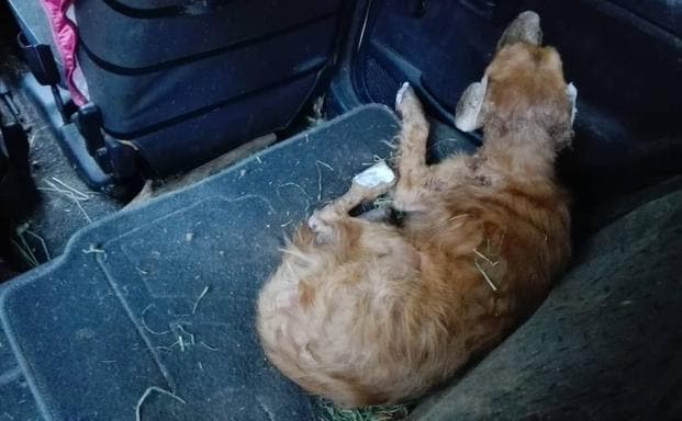 Rescatado un perro herido y malnutrido del interior de un vehículo en Badajoz 