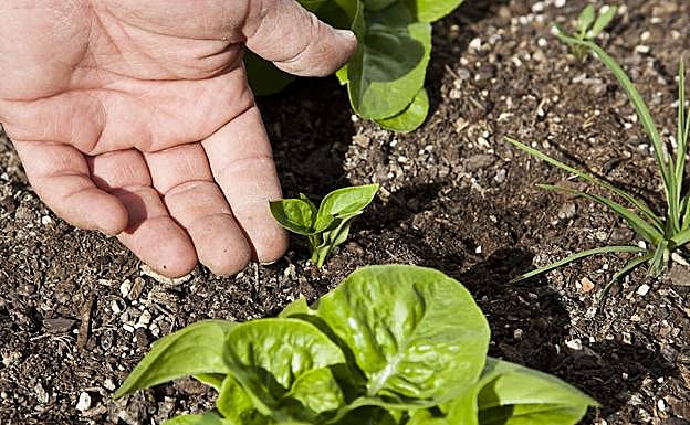 Más de 400 agricultores se incorporan a la producción ecológica en la región